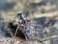 Tropiderini