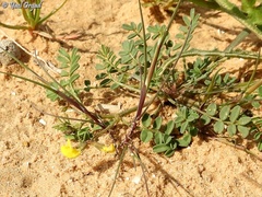 Hippocrepis areolata