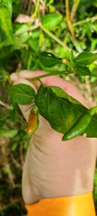 Capsicum frutescens