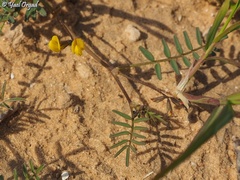 Hippocrepis areolata