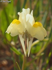 Linaria haelava