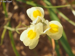 Linaria haelava