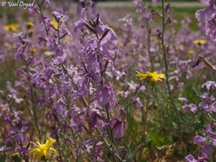 Matthiola aspera