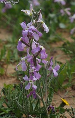 Matthiola aspera