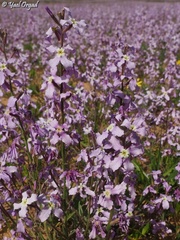 Matthiola aspera