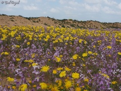 Senecio coronopifolius