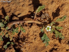 Neurada procumbens