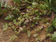 Paronychia arabica