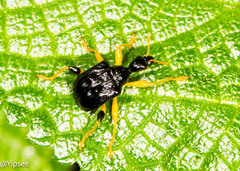 Phymatapoderus