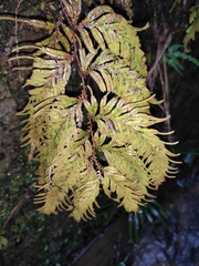 Selaginella moellendorffii