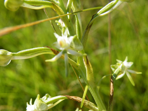 Image of Habenaria falcicornis by (c) Antoinette Eyssell Knox, some rights reserved (CC BY-SA)