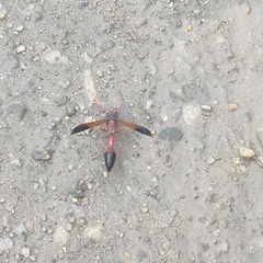 Delta dimidiatipenne