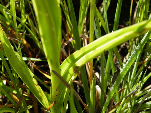 Image of Habenaria falcicornis by (c) Antoinette Eyssell Knox, some rights reserved (CC BY-SA)