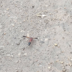 Delta dimidiatipenne