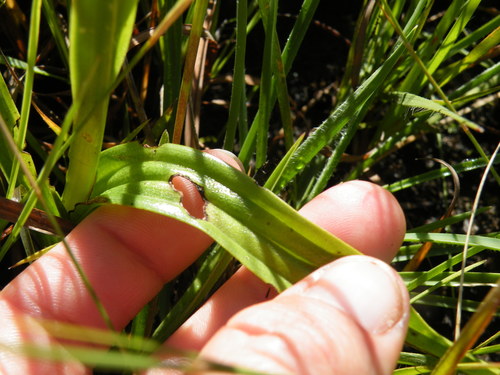 Image of Habenaria falcicornis by (c) Antoinette Eyssell Knox, some rights reserved (CC BY-SA)