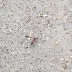 Delta dimidiatipenne