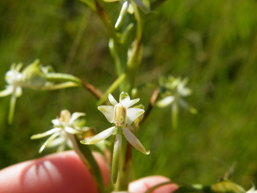 Image of Habenaria falcicornis by (c) Antoinette Eyssell Knox, some rights reserved (CC BY-SA)