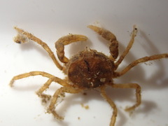 Amarinus lacustris