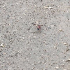 Delta dimidiatipenne