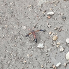 Delta dimidiatipenne