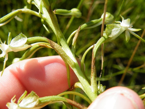 Image of Habenaria falcicornis by (c) Antoinette Eyssell Knox, some rights reserved (CC BY-SA)