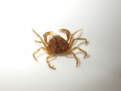 Amarinus lacustris