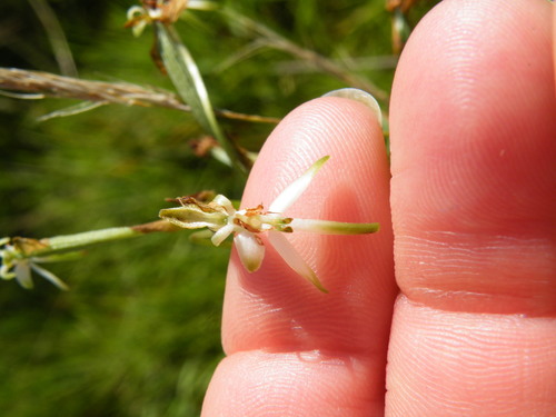 Image of Habenaria falcicornis by (c) Antoinette Eyssell Knox, some rights reserved (CC BY-SA)