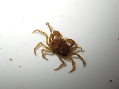 Amarinus lacustris