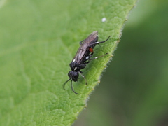 Macrophya punctumalbum