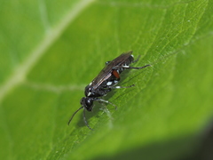 Macrophya punctumalbum