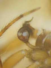 Parasteatoda merapiensis