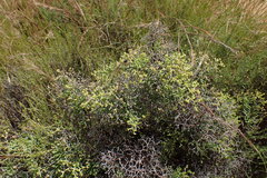 Mestoklema tuberosum