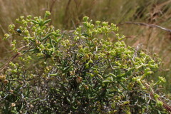 Mestoklema tuberosum