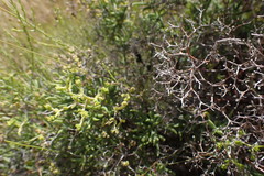 Mestoklema tuberosum