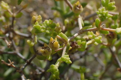 Mestoklema tuberosum