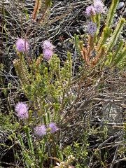 Stilbe ericoides