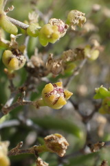 Mestoklema tuberosum