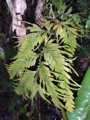 Selaginella moellendorffii