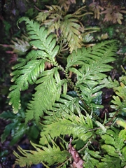 Selaginella moellendorffii