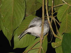 Enicurus ruficapillus