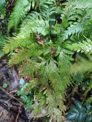 Selaginella moellendorffii