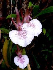 Zygosepalum labiosum