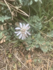 Hypochaeris incana