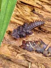 Platerodrilus ruficollis