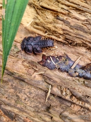 Platerodrilus ruficollis