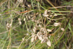 Eragrostis obtusa