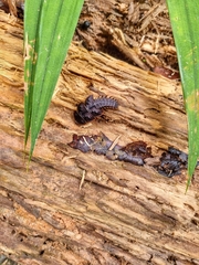 Platerodrilus ruficollis