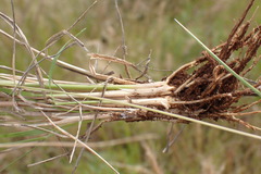 Eragrostis obtusa
