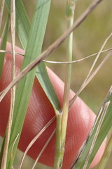 Eragrostis obtusa