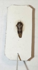 Rhytidodus